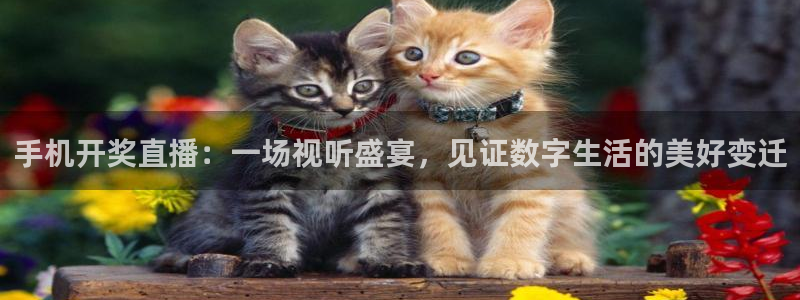 24直播吧 看球吧：手机开奖直播：一场视听盛宴，见证数字生活的美好变迁